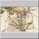 Mellinus arvensis - Kotwespe w40 Nest im Lehmhuegel.jpg